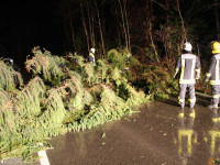 Baum auf Straße