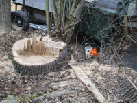 Person unter Baum