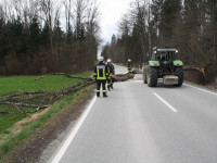 Baum a. S. - Rotter Forst