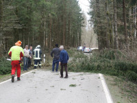 Baum a. S. - Neuried