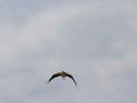 Tierversorgung Storch